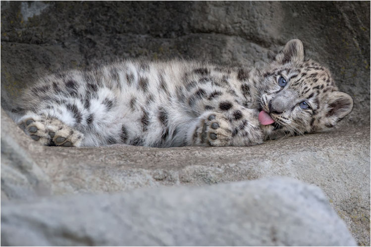 Saubere Pfoten ist wichtig