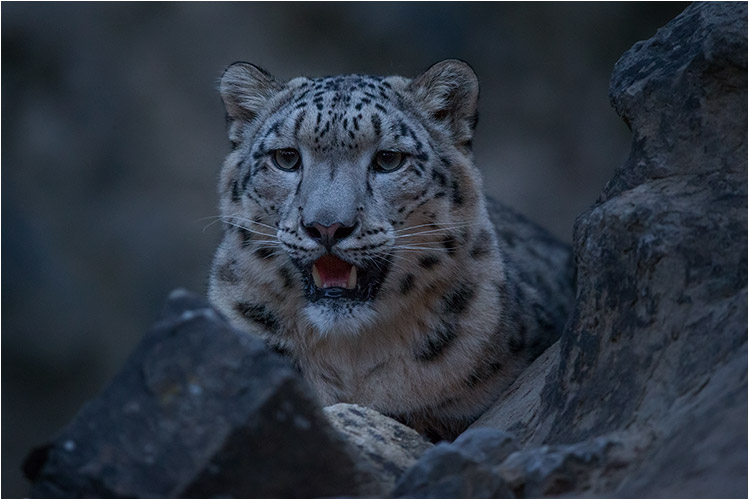 Es ist fast nachts, Ich glaube dass Mohan mich besser sieht, als ich Ihn