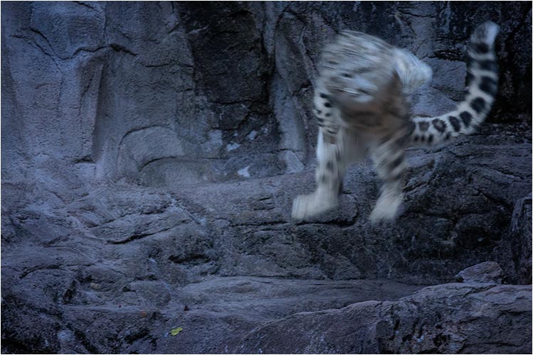 Einmal mehr zeigt sich, dass Schneeleoparden nachtaktive Tiere sind
