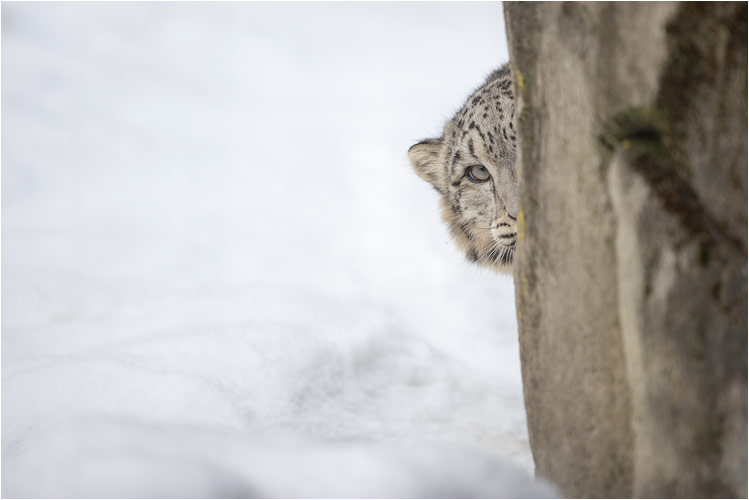 Okara beobachte mich ganz genau