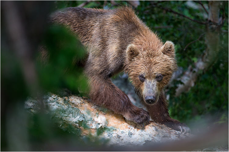 Unter diese Baumrinde findet man immer was zu fressen