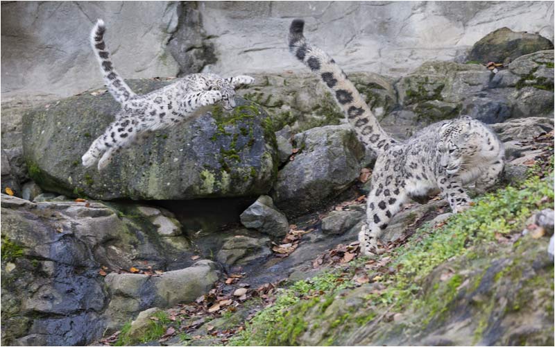 Achtung Villy, nicht mehr bewegen!
