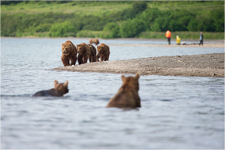 Kommt Jungs, an diesem Strand sind zu viele Zweibeinige.  Kurilensee