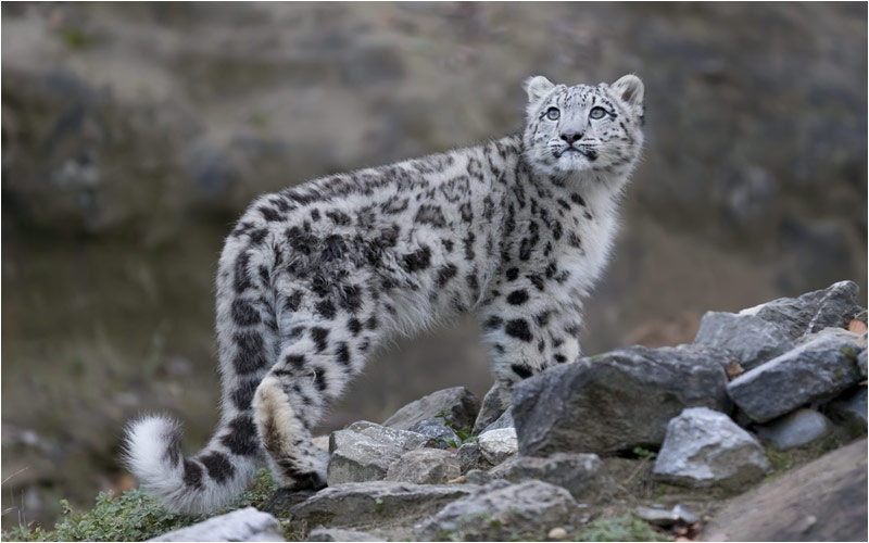 Mohan kann schon sehr schön posieren.