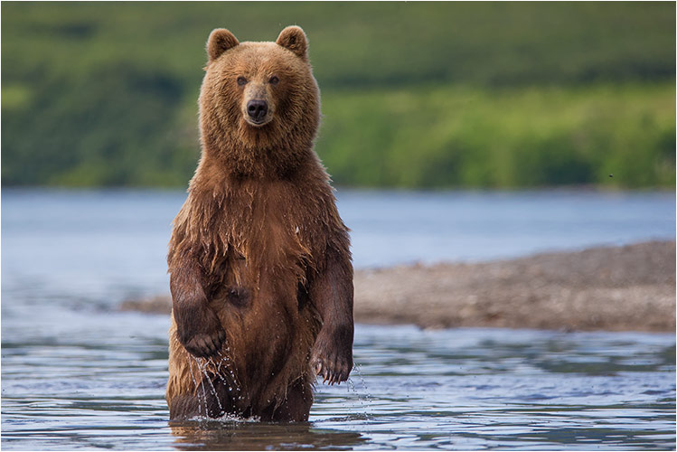 Bärenmutter beobachtet uns, wie imposant!