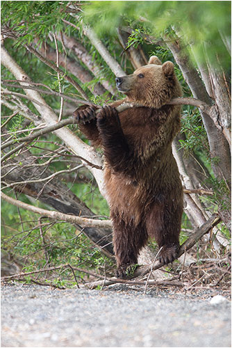 Bärenmutter, die sich am Ast kratzt