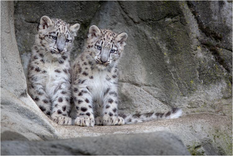 Okara (links) und Orya