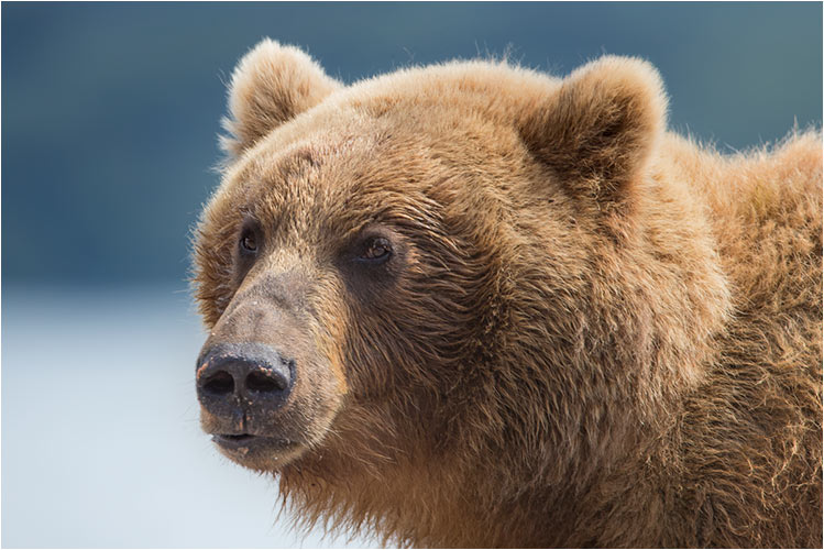 Der sieht doch gar nicht so aggressiv aus, dieser grosser Bär 