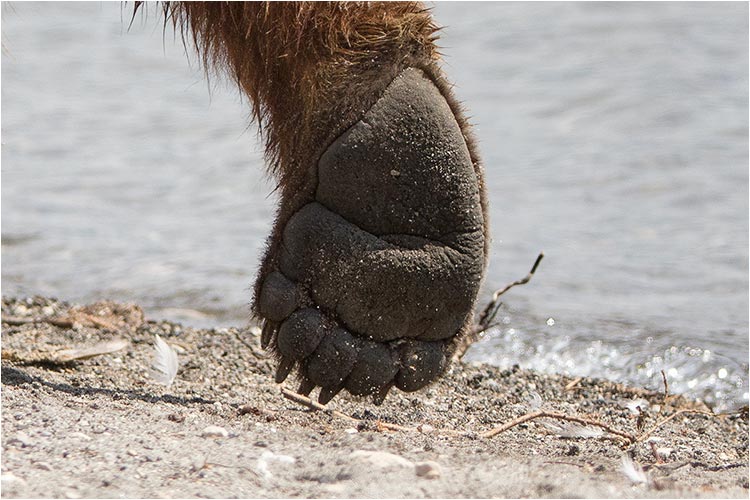 Bären-Hinterpfoten, riesig!