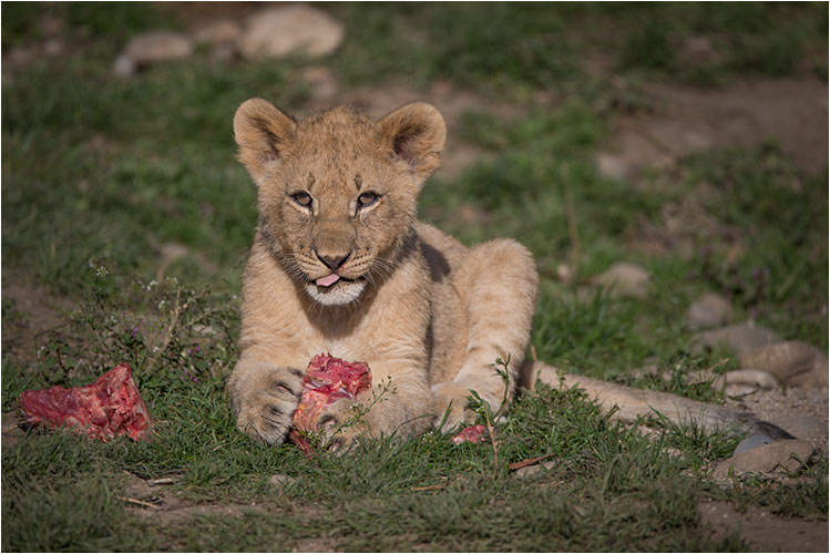 Ein frisches Stuck Fleisch ist schon lecker!