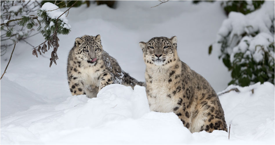 Achtung Dshamilja! Mohan bereitet einen Angriff vor