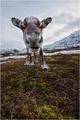 Nord-Norwegen, Polarlichter Feb.2014: Was guckst du da? Renntier