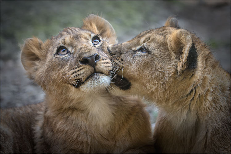 Apr. Junglöwen Zoo Basel