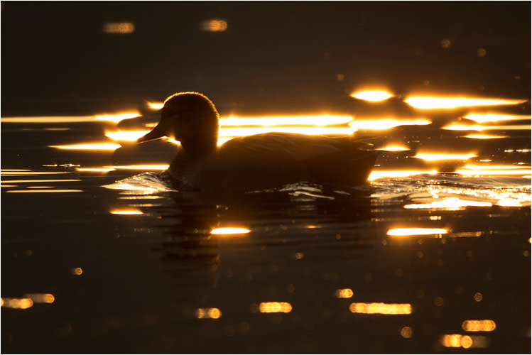 April. Stockente im Abendlicht, Greifensee