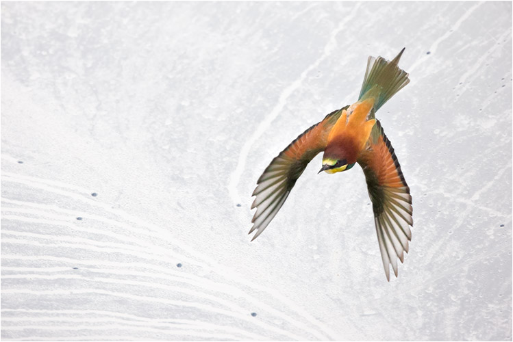 Der Bienenfresser hat eine schöne Farbenpracht