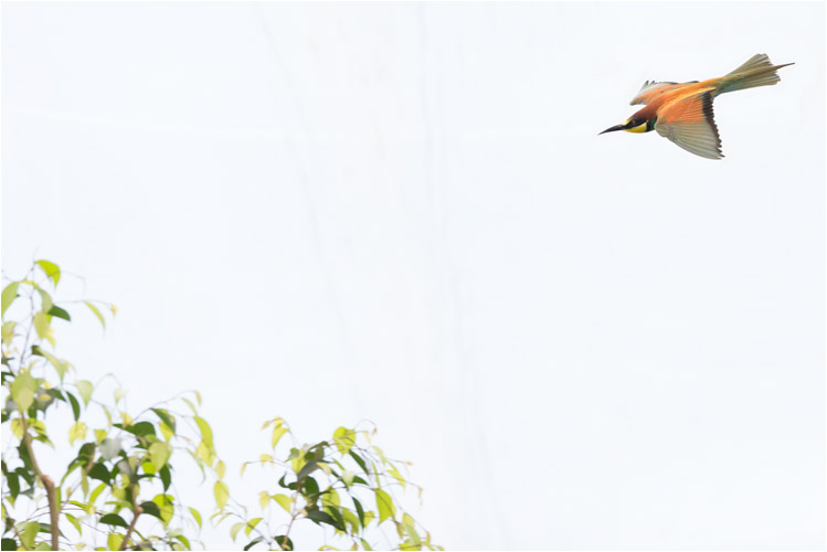 Bienenfresser im Sinkflug