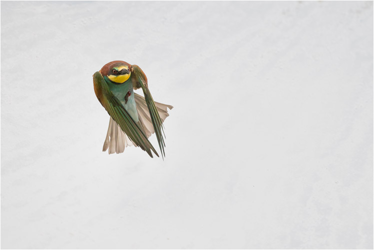 Bienenfresser im Frontalflug