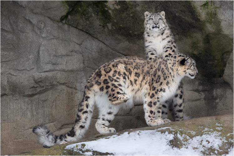 Mami nicht bewegen, dort drüben ist etwas los...