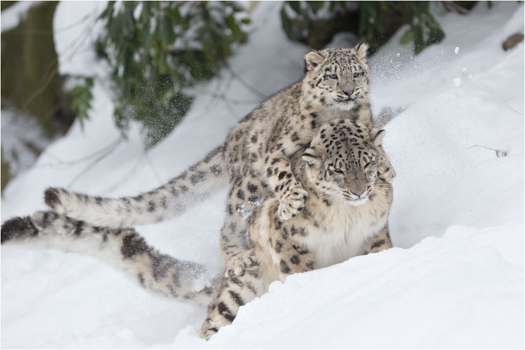 Hüüüh hüüüh Mami!