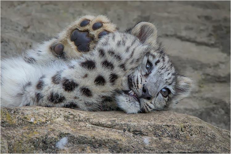 Okarak hat gewaltig hunger :-)