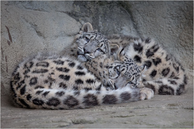 Die Beiden beim Kuscheln