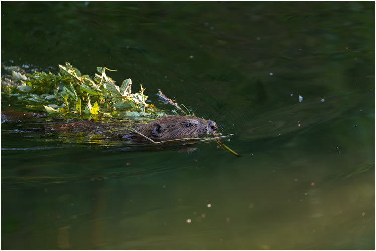 Der Biber fühlt sich in der Region wieder wohl