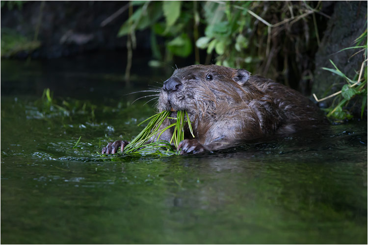 Jul. Biber am fressen, Zürcher-Oberland
