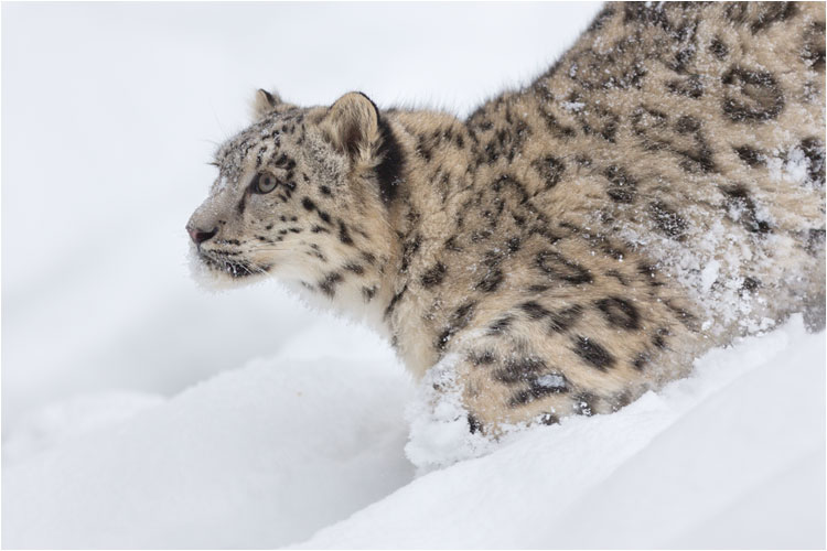 So schööööön dieser Tiefschnee!