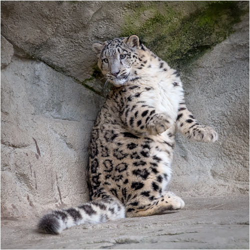 Da ist auch etwas, im Eck, das sich bewegt