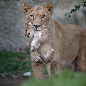 Stolze Mutter mit ihrem Kleinen. Dem Kleiner ist es eher unangenehm