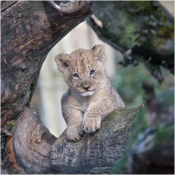 Coucou, da bin Ich !