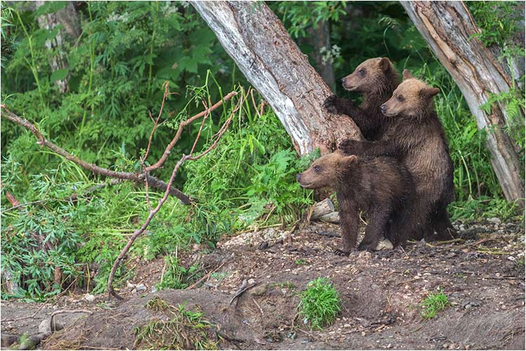 Schnell in Deckung, da kommt der Grosse Bär