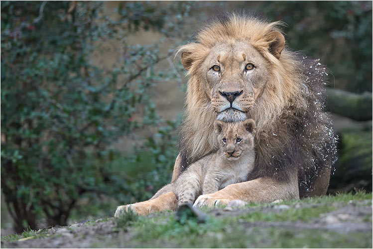 Beim Papi kuscheln ist schon was schönes