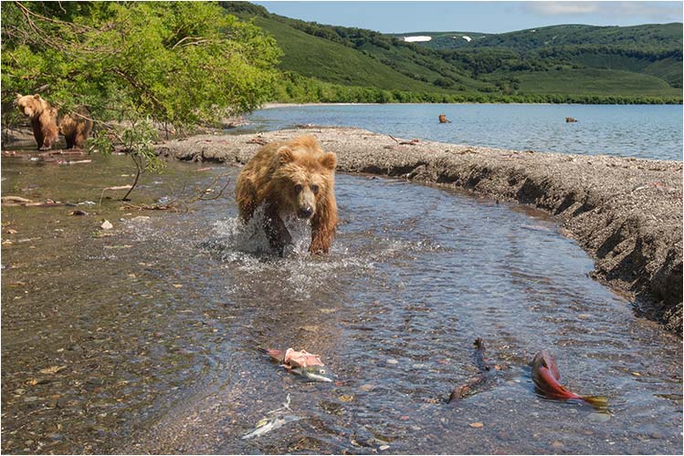 Ich habe dich gesehen, Lachs!