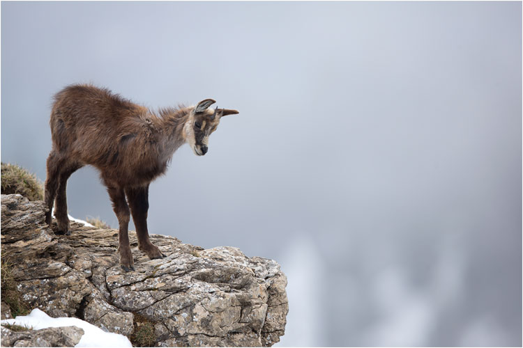 Gamskitz auf Entdeckungstour, Bernder Oberland