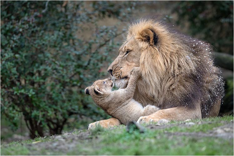 Papa, schaue mir in den Augen!