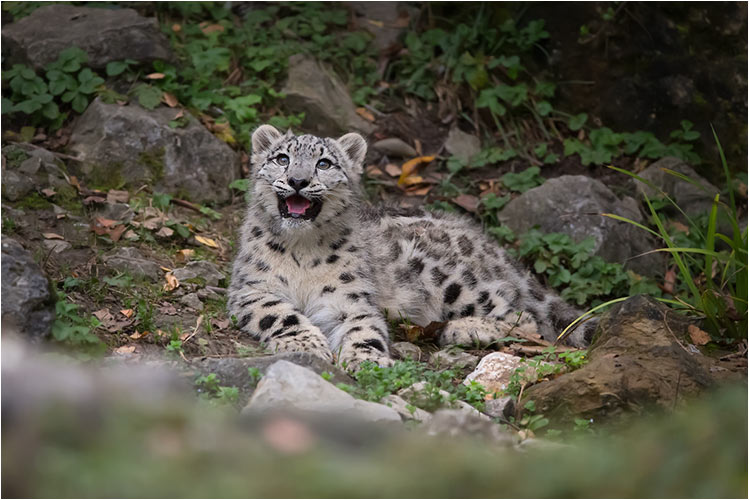 Okara braucht eine Verschnaufpause