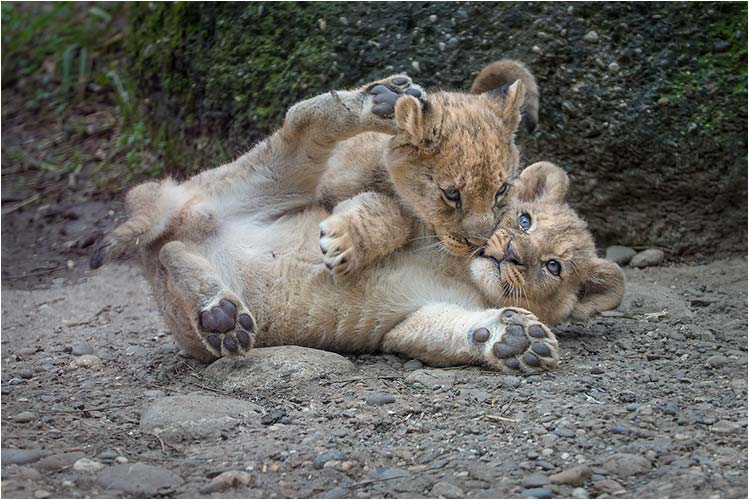 Mit meinem Bruder zu spielen ist grossartig! 