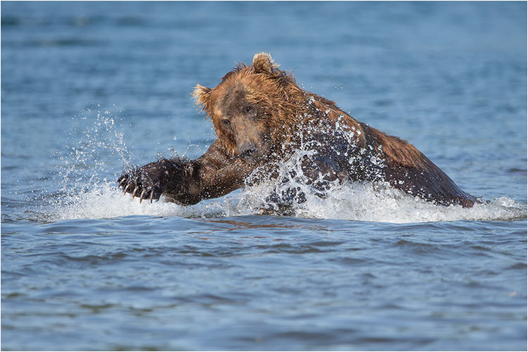 Schwimmenden Lachs zu fangen ist gar nicht so einfach.