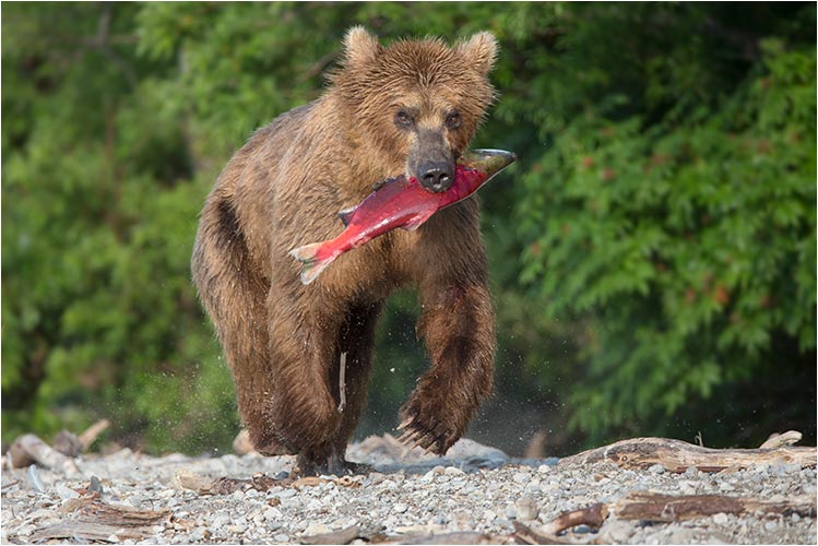Schnell weg mit meiner Beute