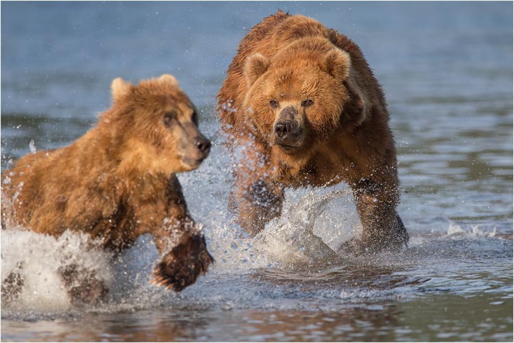 Weg aus meinem Revier!