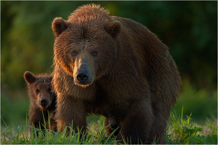 Abendspaziergang einer Bärenmutter mit ihrem Nachwuchs.