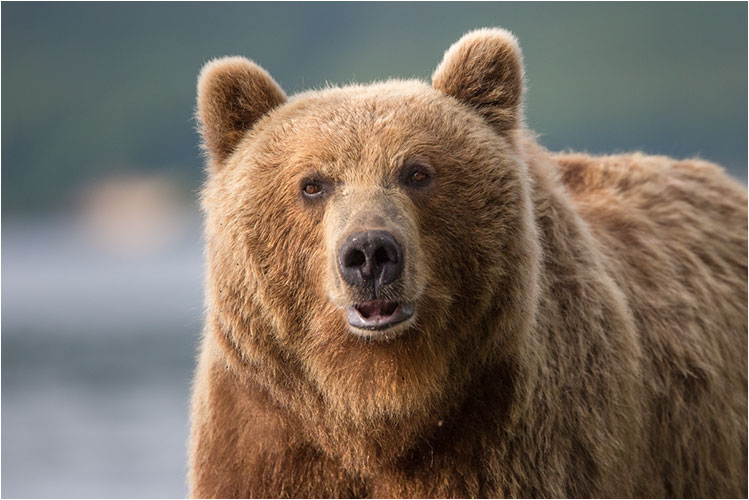 Grosser Braunbär schaut uns an