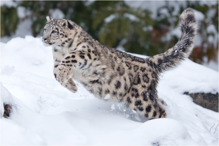 Gegend Abend ist Mohan viel aktiver als am Morgen