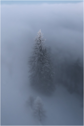 Baum im unwirklichen Kleid
