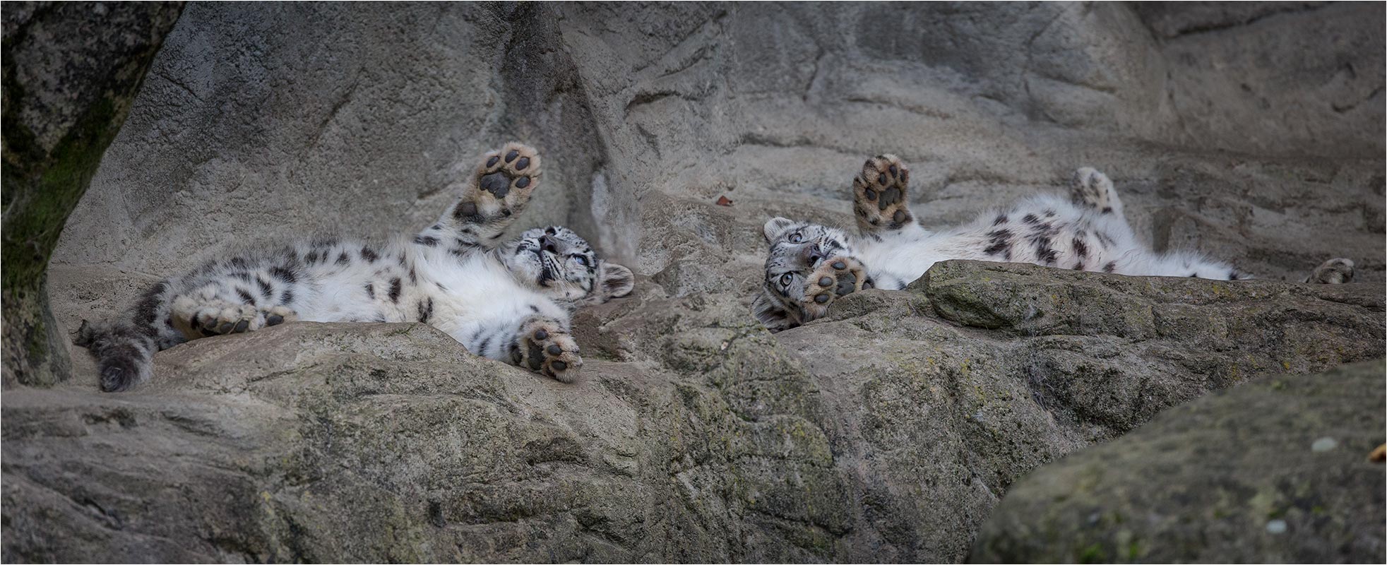 Die beiden Spassvögel vom Zoo ZH