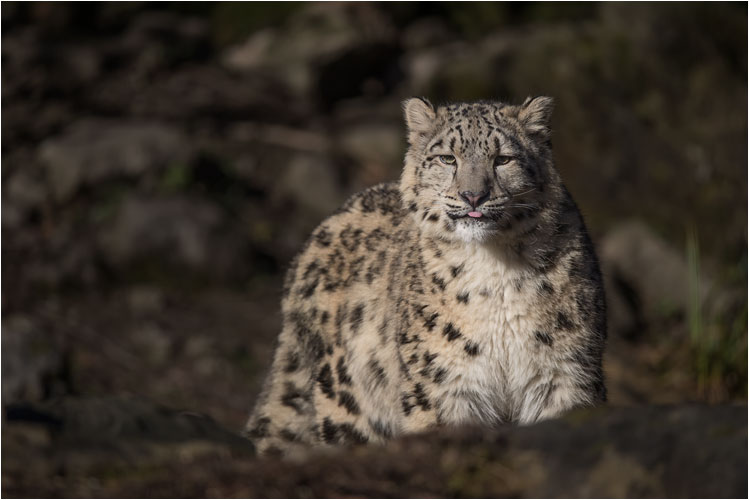 Was willst du uns sagen mit deine Zunge?