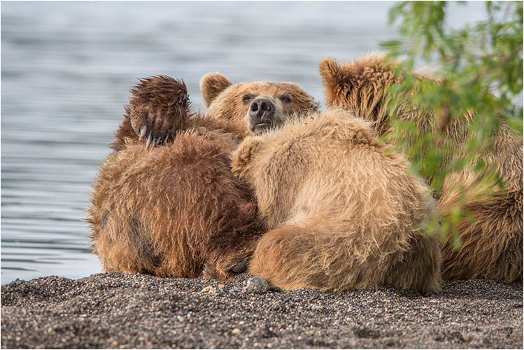 Bären Mutter lässt ihre beiden Jungs immer noch säugen