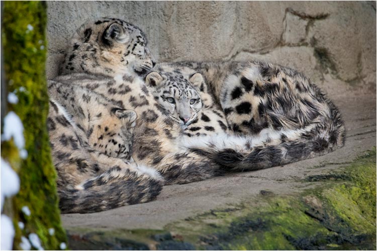 Bei Papa und Mami ist es immer schön warm