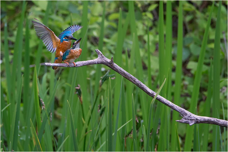 JUNI - Eisvogel bei der Paarung, La Sauge/NE